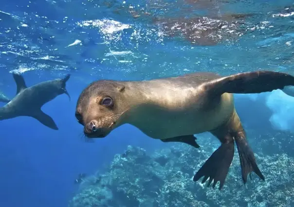 Inicia temporada de reproducción de lobos marinos en Isla Espíritu Santo