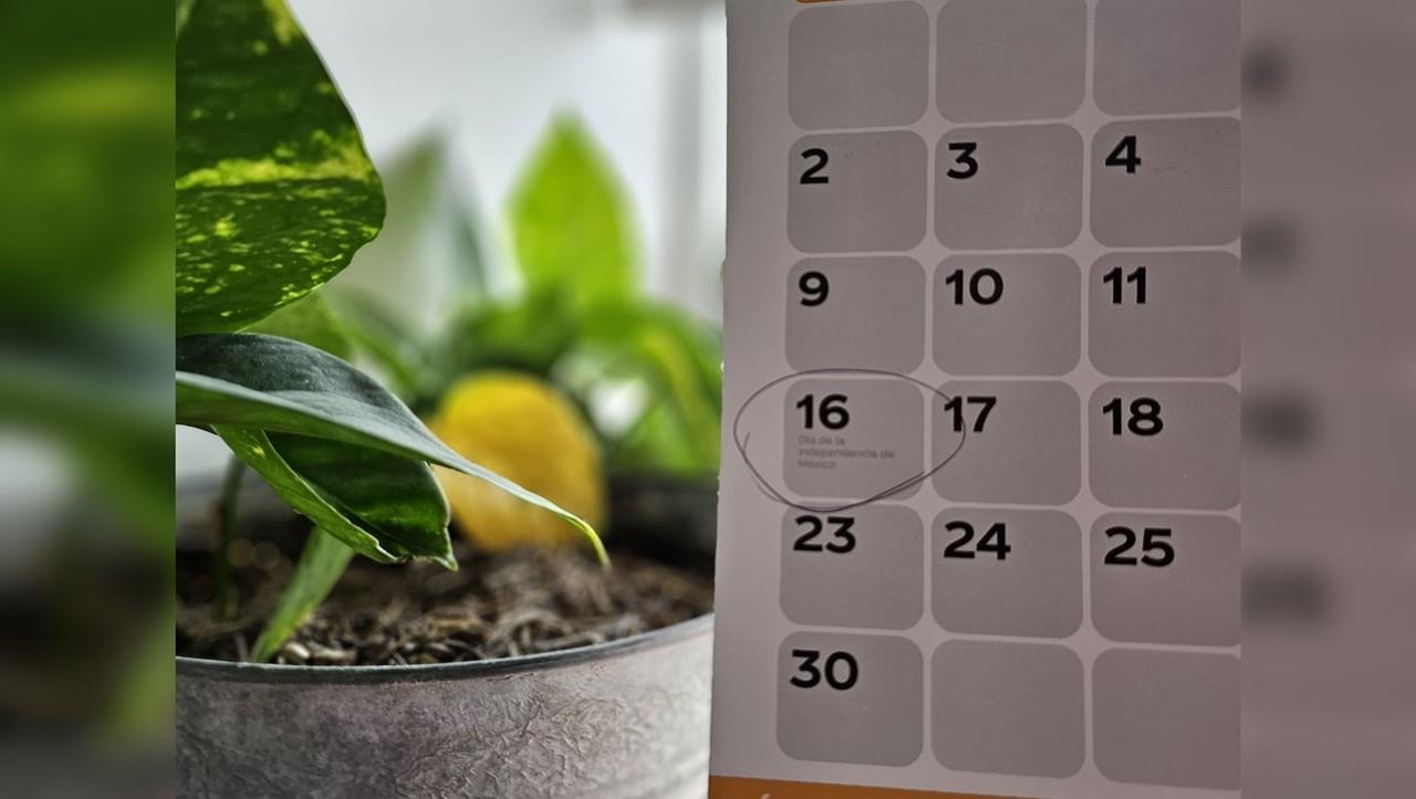 Un calendario al lado de una planta. Foto: Archivo.