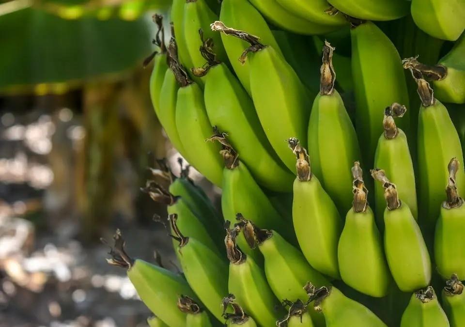 Chiquita Brands es una de las mayores empresas bananeras en América y una de sus plazas está en Colombia. Foto: Chiquita Brands.