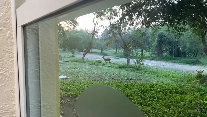 Lo que llamó la atención de la internauta fue que en esta ocasión tal vez los osos se quedaron dormidos y fueron venados los que bajaron. Foto: POSTA.