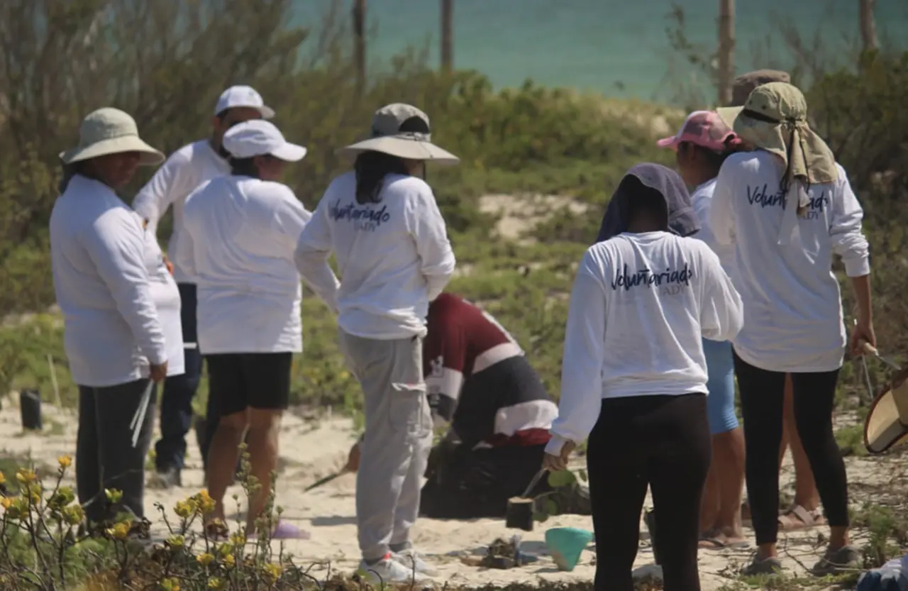 Como parte de un programa de voluntariado, estudiantes de la Uady viajaron a Sisal donde realizaron actividades para proteger la franja costera.- Foto de la Uady