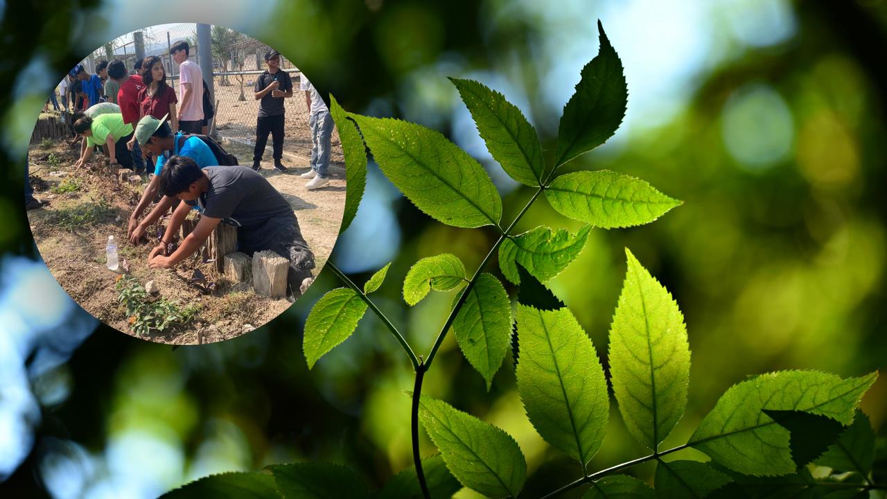 Voluntarios plantando arboles en el Eco parque Monclova / Foto: Eco Parque Monclova y CANVA