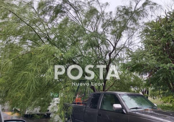 Caen varios árboles en Barrio del Parque