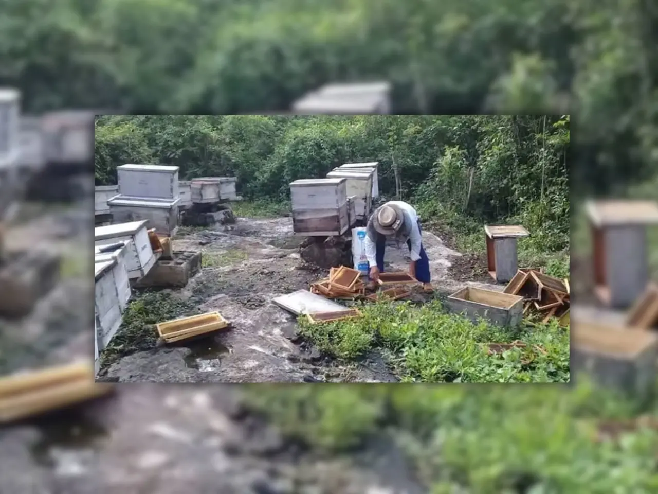 Apicultores de Yucatán señalaron que por las intensas lluvias han afectado al 50% de las colmenas que se encuentra en el estado.- Foto de El Universal