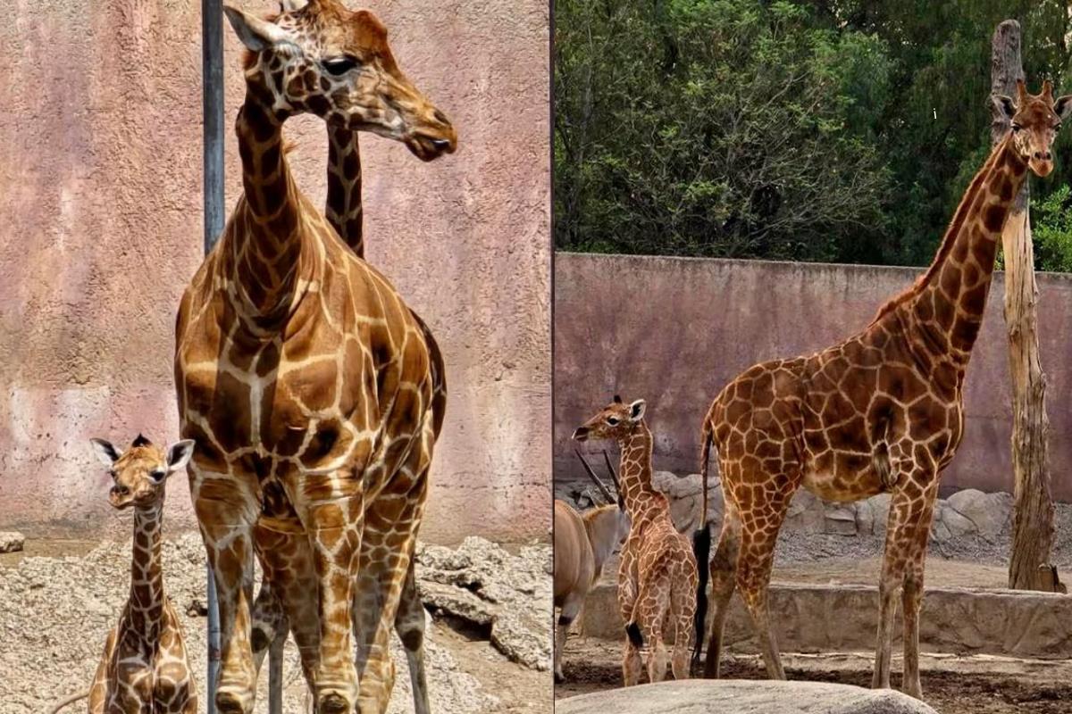 La jirafita que busca nombre acompañada de su madre. Foto: Sedema