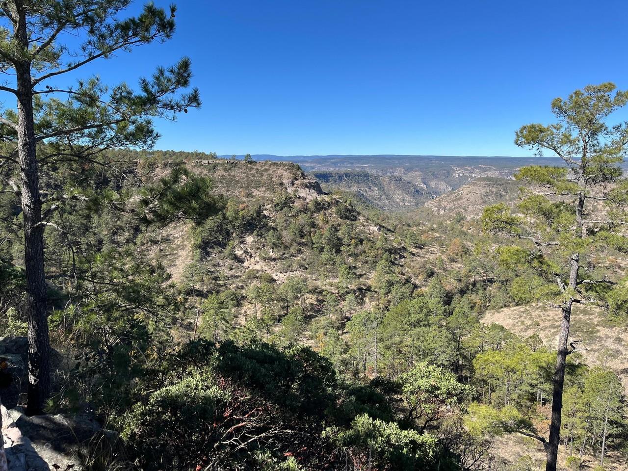 Plagas en el bosque de Durango, están cotroladas. Foto: Isaura Retana.