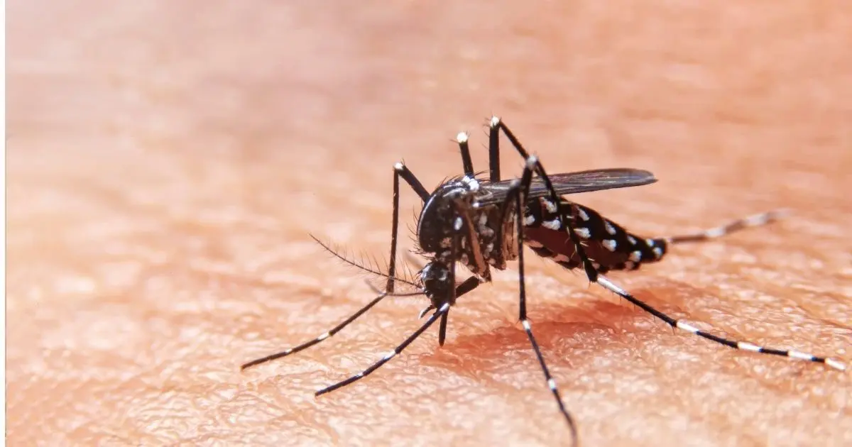 El mosco Aedes aegypti es transmisor de enfermedades como el dengue. (Fotografía: Canva)