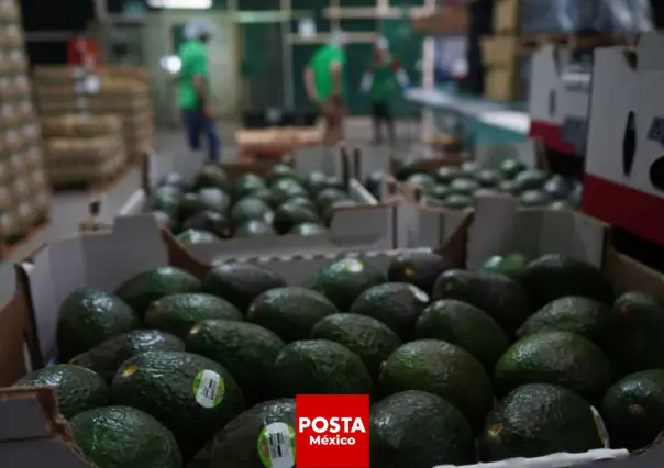 Veto al aguacate y mango mexicano levantado por EU, ¡con esta condición clave!