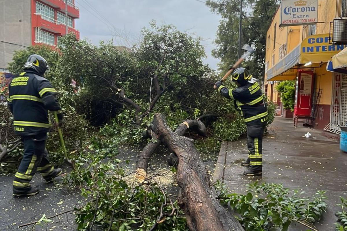 Bomberos de la CDMX atendieron la caída de un árbol en la Doctores. Foto: Ramón Ramírez