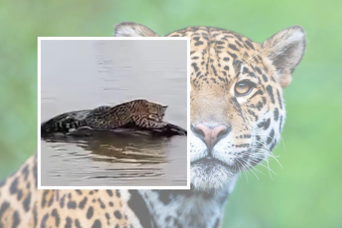 Jaguar en una piedra en Tamaulipas. Foto: Canva Video: POSTA Tamaulipas