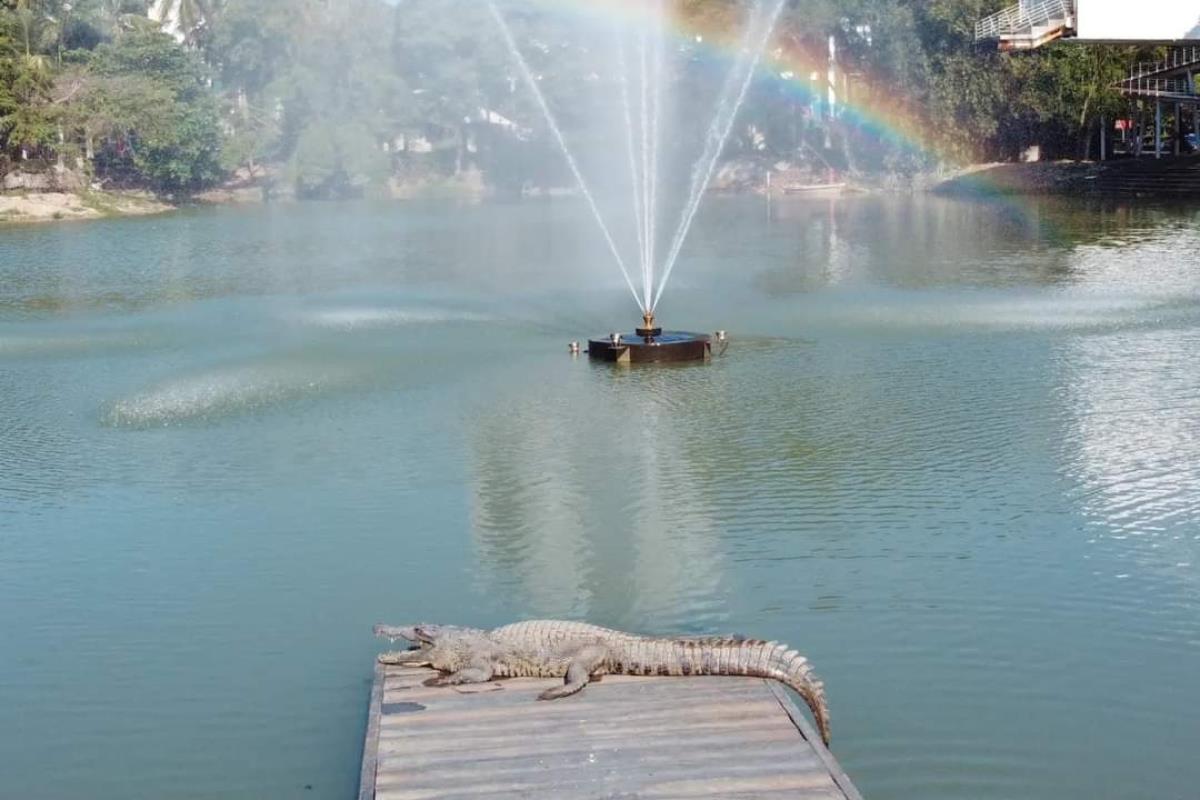 Cocodrilo en Villahermosa, Foto: POSTA México, Armando de la Rosa