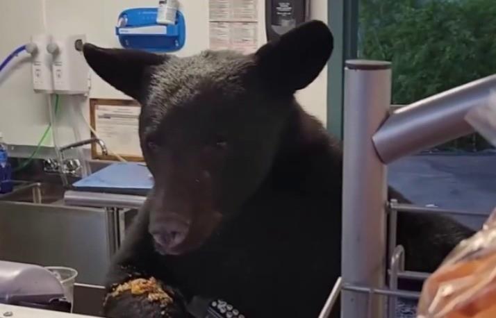 El oso tras haber comido varias sobra y restos de alimento que había en el puesto. Foto: WFLA.