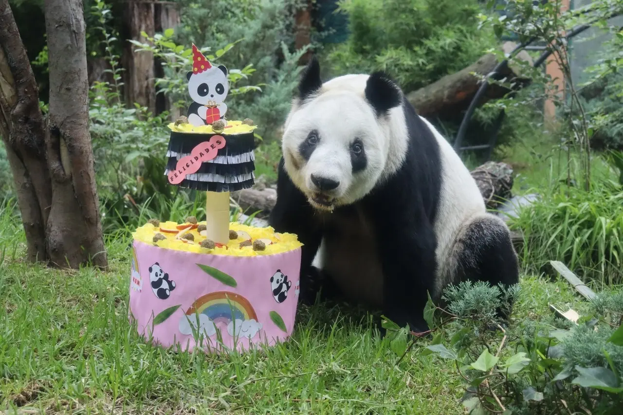 Xin Xin, la última Panda Gigante de México.    Foto: @ZoologicosCDMX