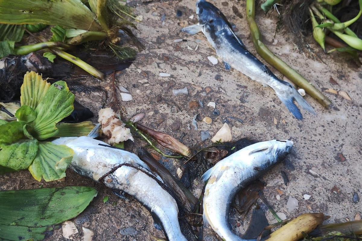 Tras la muerte masiva de peces en el sistema lagunario por la sequía, la población de peces aún no se recupera. Foto: Axel Hassel