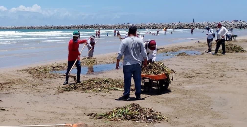 Continúan retirando lirio acuàtico de la playa Miramar. Foto: Axel Hassel