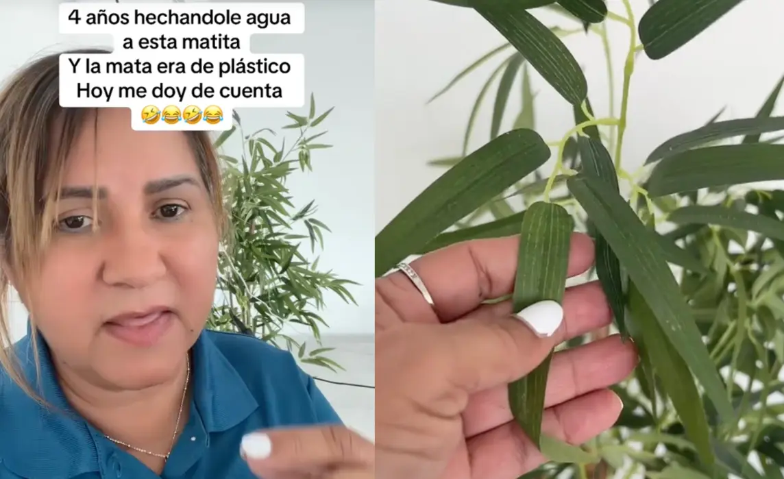 Mujer cuidaba una plantita durante 4 años sin saber que era de plástico. Foto: Captura pantalla Tik Tok