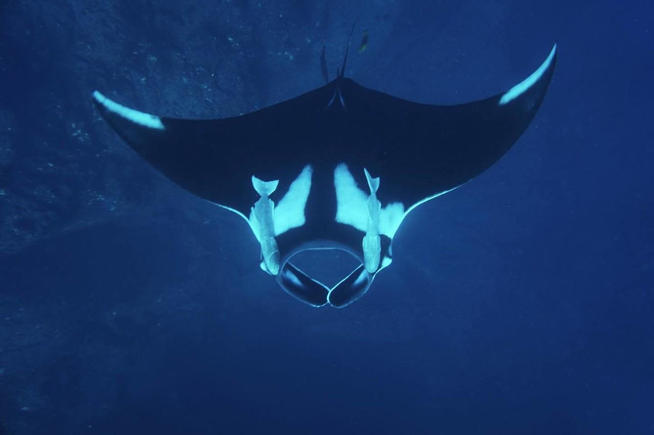 Manta gigante. Foto cortesía por FB de Proyecto Manta Pacific México