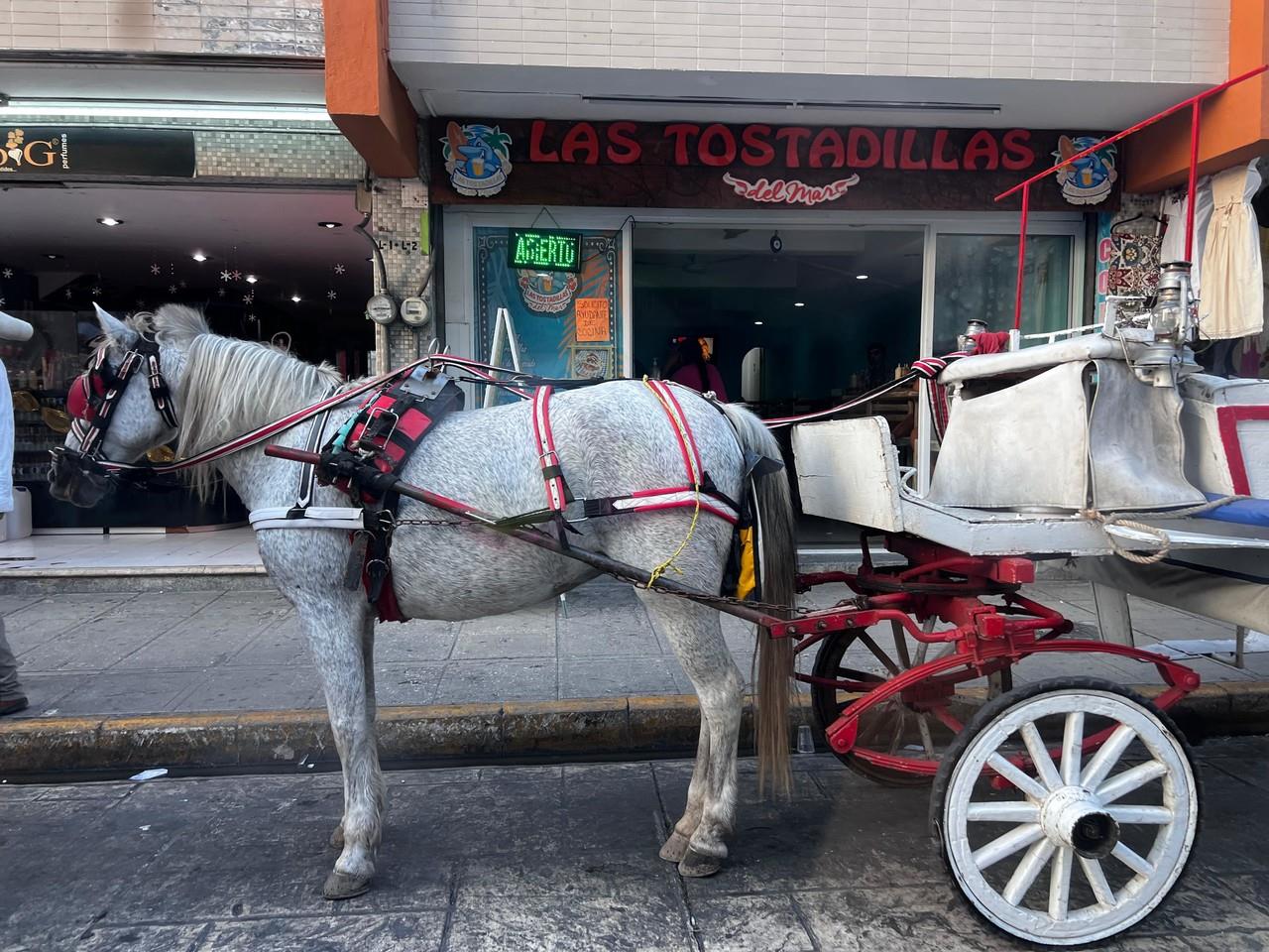 Calesa en el centro de Merida, Yucatán.- Foto: Irving Gil