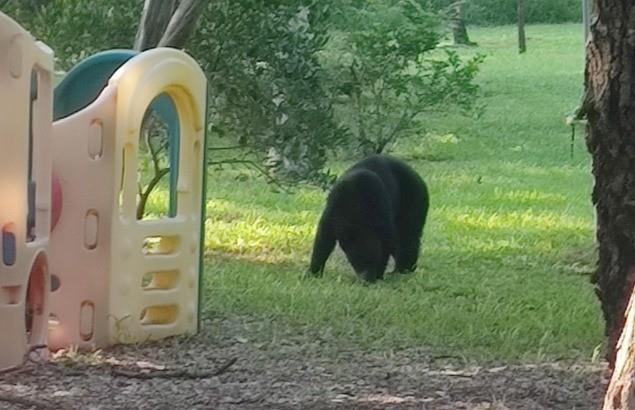 El oso avistado por los vecinos de la colonia. Foto: Protección Civil de Nuevo León.