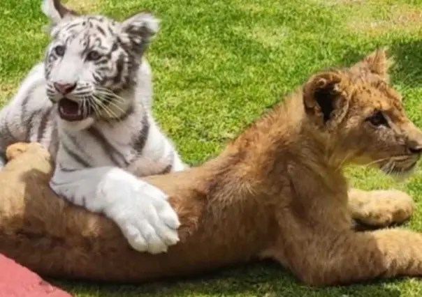 Nacimientos en Parque Ecológico Zacango lo convierten en caso de éxito
