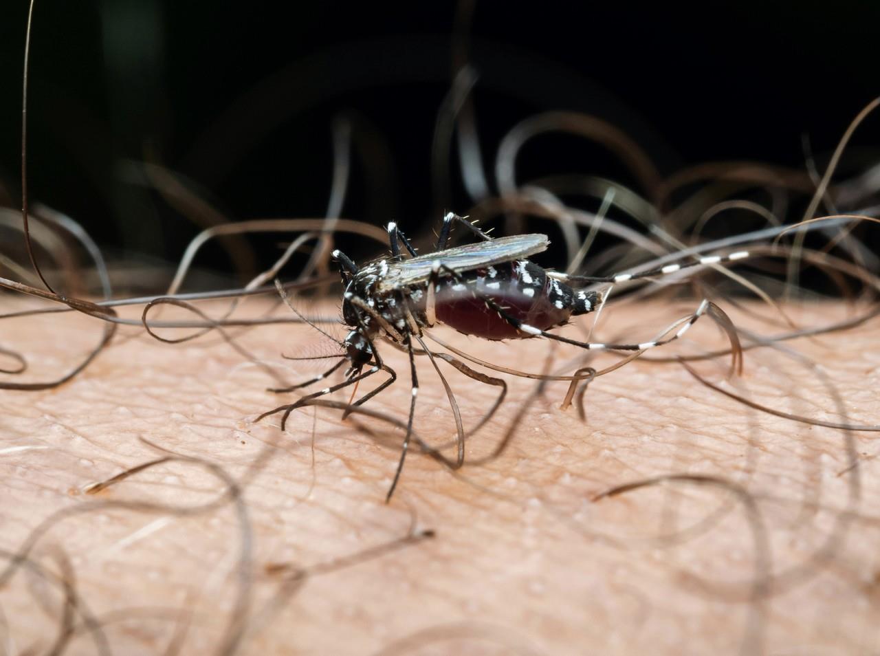 Los mosquitos son muy molestos durante esta temporada de lluvias. Foto: Especial.