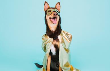 Doggy Fashion Show, el desfile de moda más adorable en La Paz