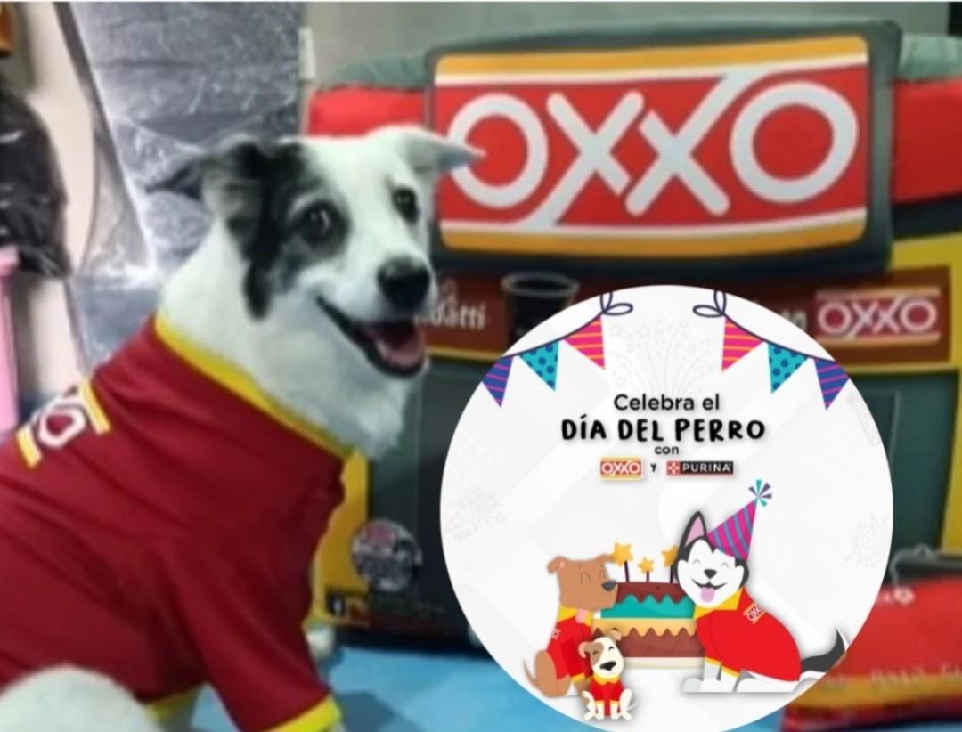 Un lomito con la vestimenta de un cajero del Oxxo y la promoción a un lado. Foto: Canva.