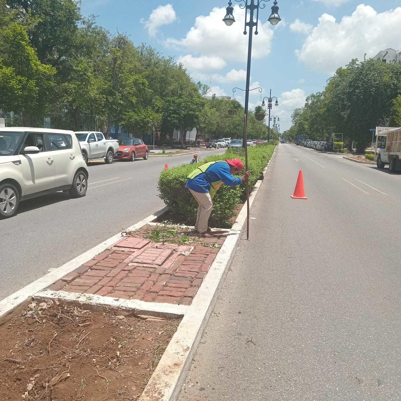 Para cuidar las áreas verdes y en mejorar la imagen urbana de la ciudad, el Ayuntamiento de Mérida comenzó desde el martes con los trabajos de modernización del sistema de riego del camellón central del Paseo de Montejo.- Foto del Ayuntamiento de Mérida