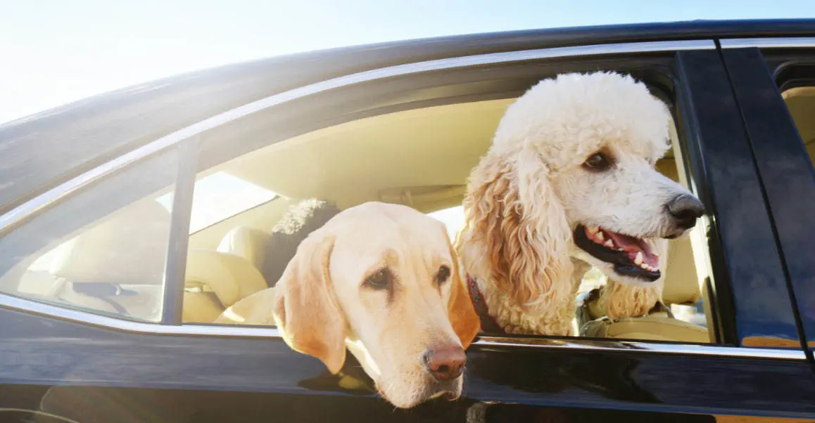 Los propietarios de mascotas tienen una nueva opción de movilidad. (Fotografía: Canva)