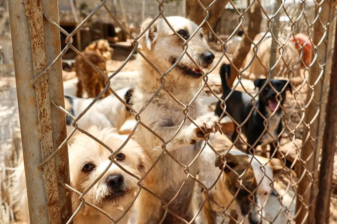 Es crucial que tanto las autoridades como la comunidad se involucren en soluciones a largo plazo, para abordar el problema del abandono de mascotas en Mérida. Foto: Irving Gil