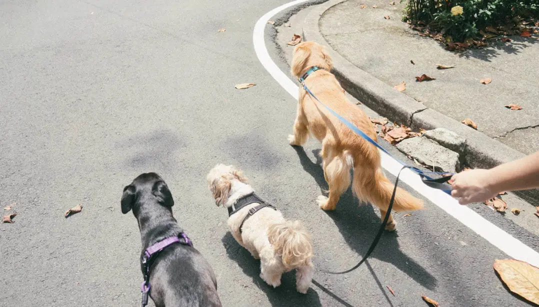 En México, el Día del Perro se celebra el 21 de julio. (Fotografía: Canva)