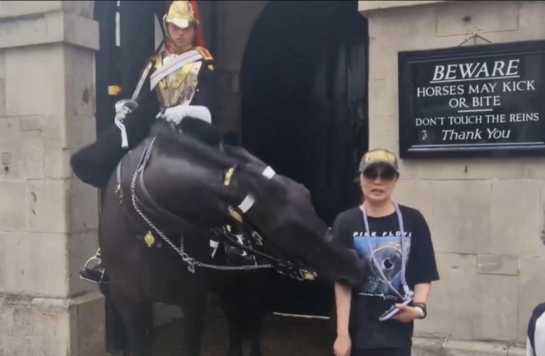 Momento exacto donde el caballo mordió a la mujer que quería una foto. Foto: X @UHN_Plus.