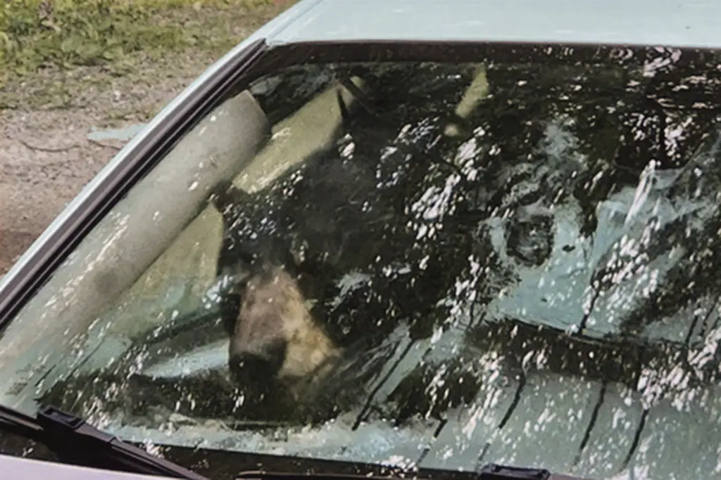 Un oso que irrumpió en un coche en Winsted, Connecticut, se observa a través de la ventana delantera del vehículo en esta foto del 15 de julio de 2024. (AP Foto)