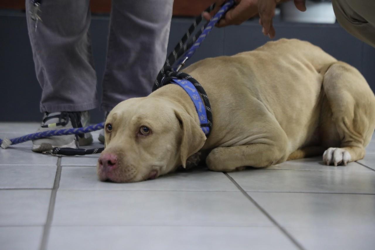 La adopción fue formalizada en el Juzgado Cívico de La Paz. Foto cortesía por Ayuntamiento de La Paz