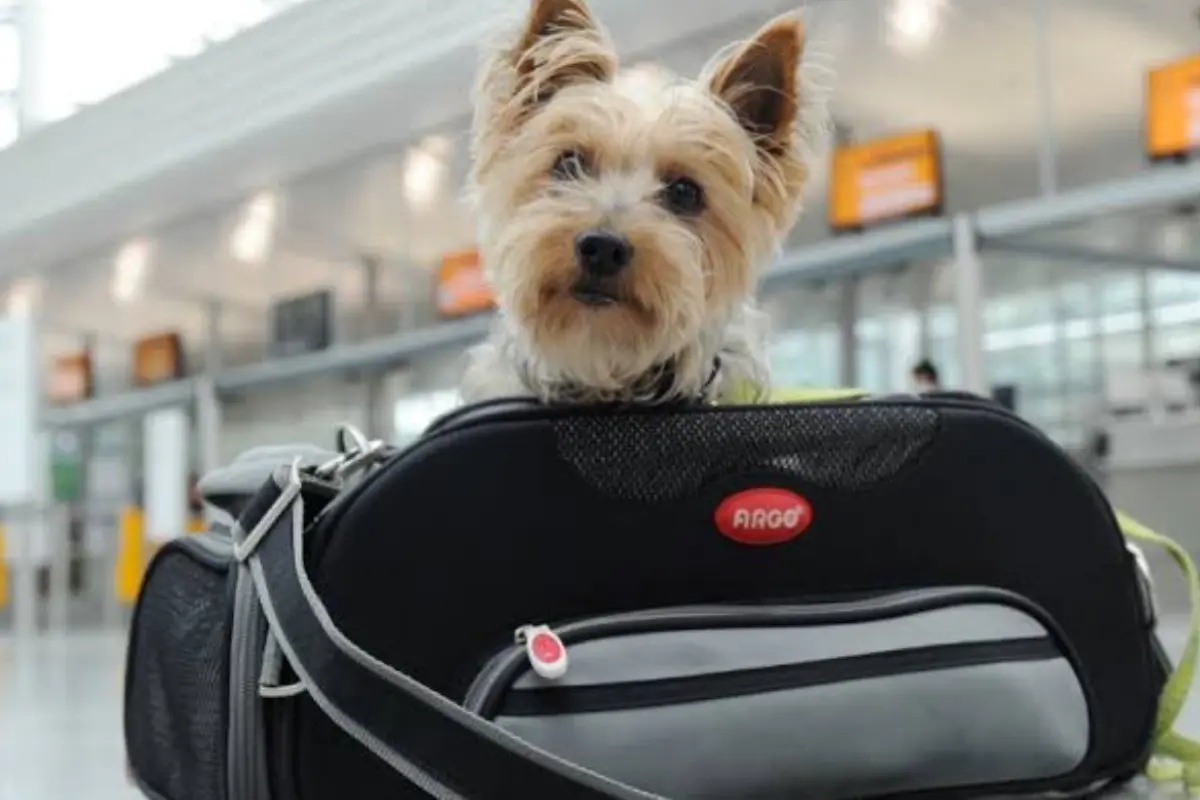 Estas vacaciones lleva a tus mascotas contigo