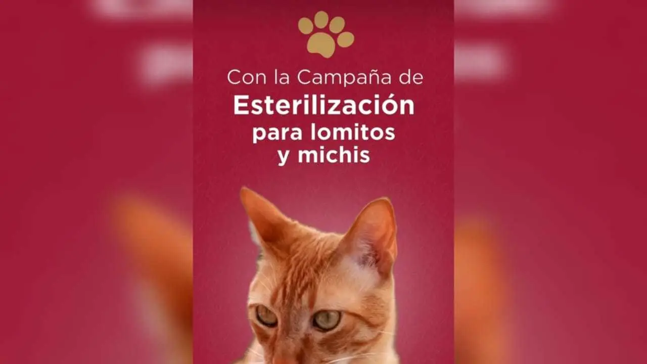 ¡Gran Oportunidad! Esterilización gratuita de mascotas en el Edomex. Foto: Especial