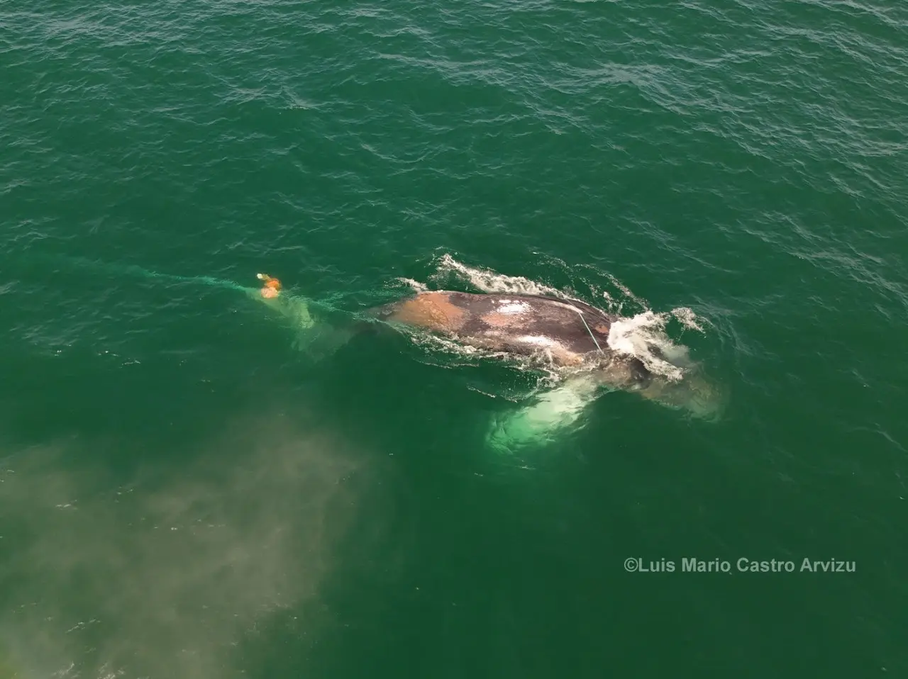 El 28 de julio la ballena fue avistada de nuevo en San José del Cabo. Foto cortesía por Ecología y Conservación de Ballenas A.C.