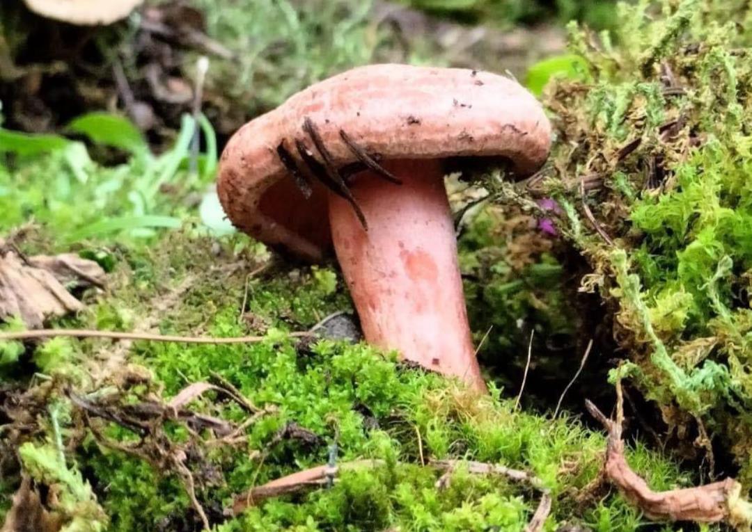 Amecameca tiene diversos atractivos turísticos, como la variedad de hongos. Imagen: GEM