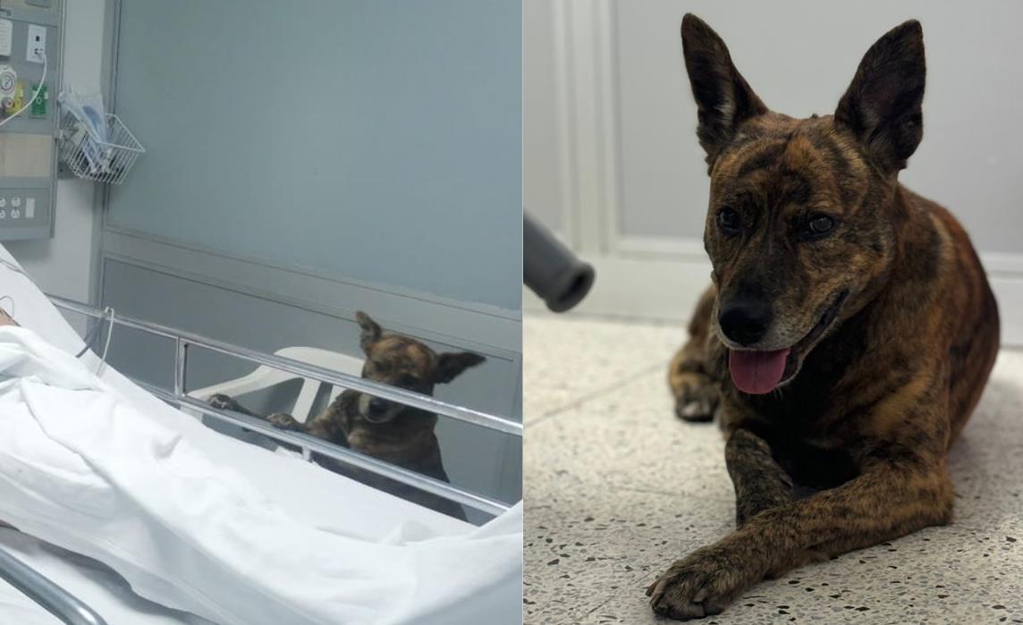 Perrito acompañando a su dueño en el Hospital. Foto: Redes Sociales