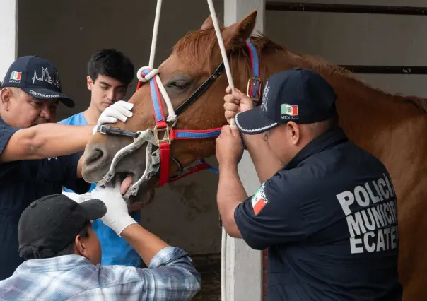 ¿Sabías que a los caballos también los llevan al dentista? Te decimos por qué