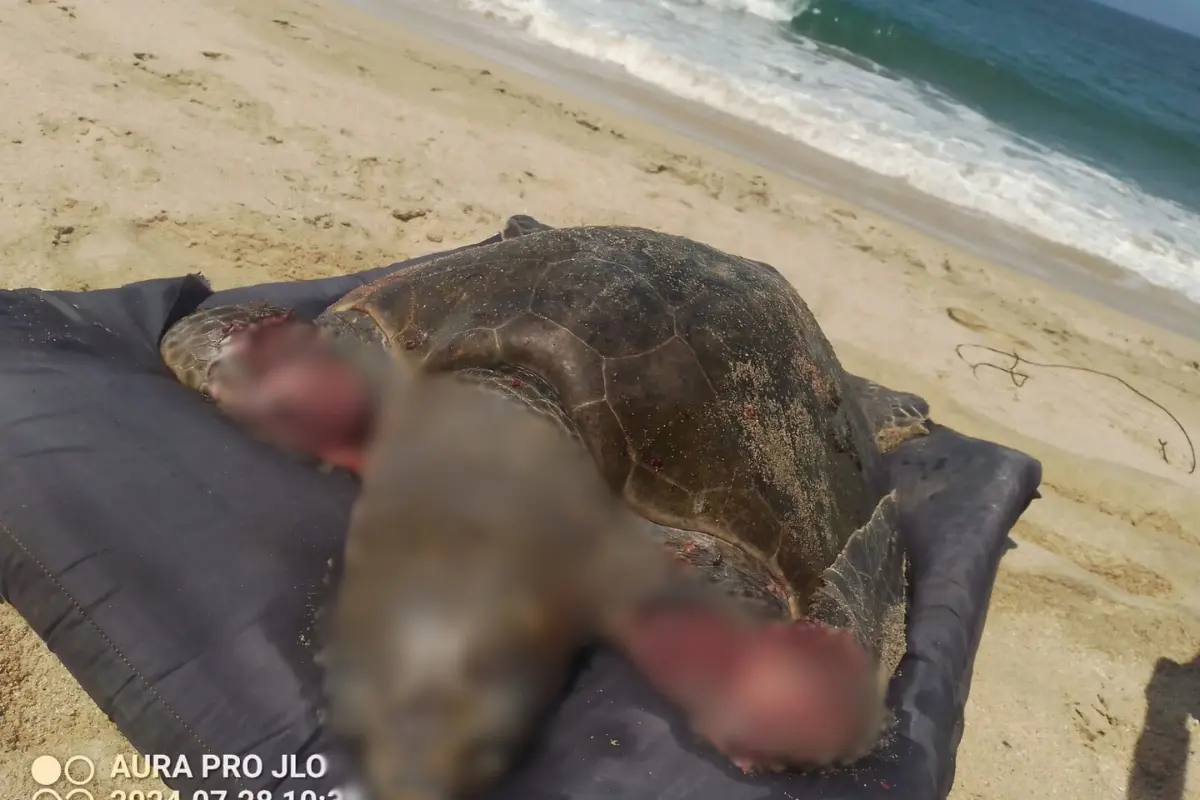 Tortuga atacada por perros. Foto: Sealtiel Enciso Pérez