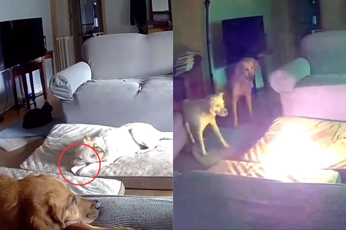 Perro jugando y provocando incendio.    Foto: Captura de pantalla