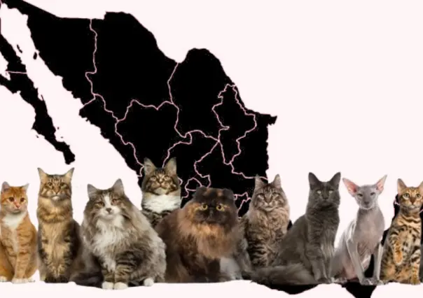Día Internacional del Gato: La historia y el origen del popular término Michi