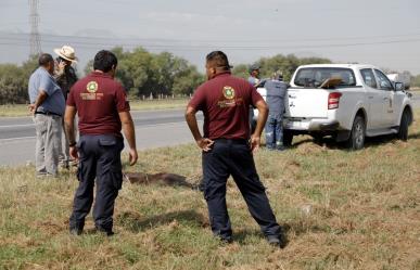 Muere osa atropellada en Escobedo