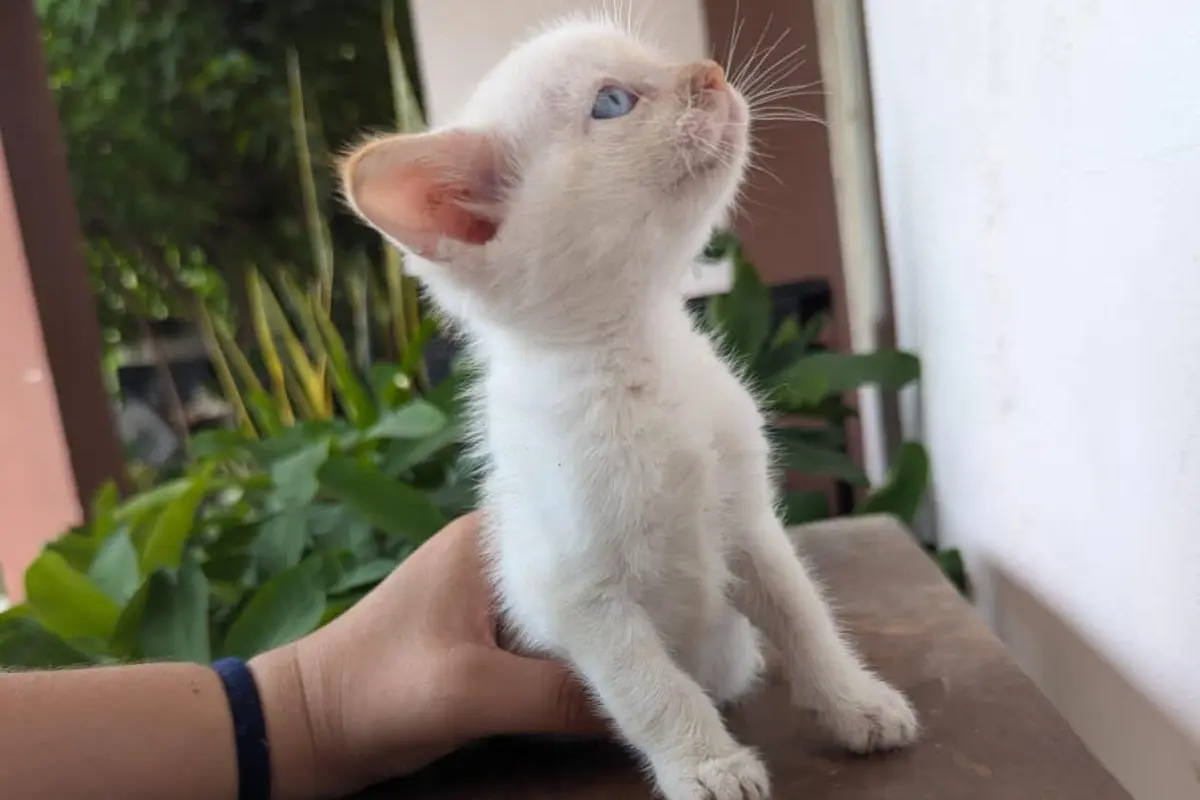 La sobrepoblación de gatos incrementa su maltrato, advierten animalistas