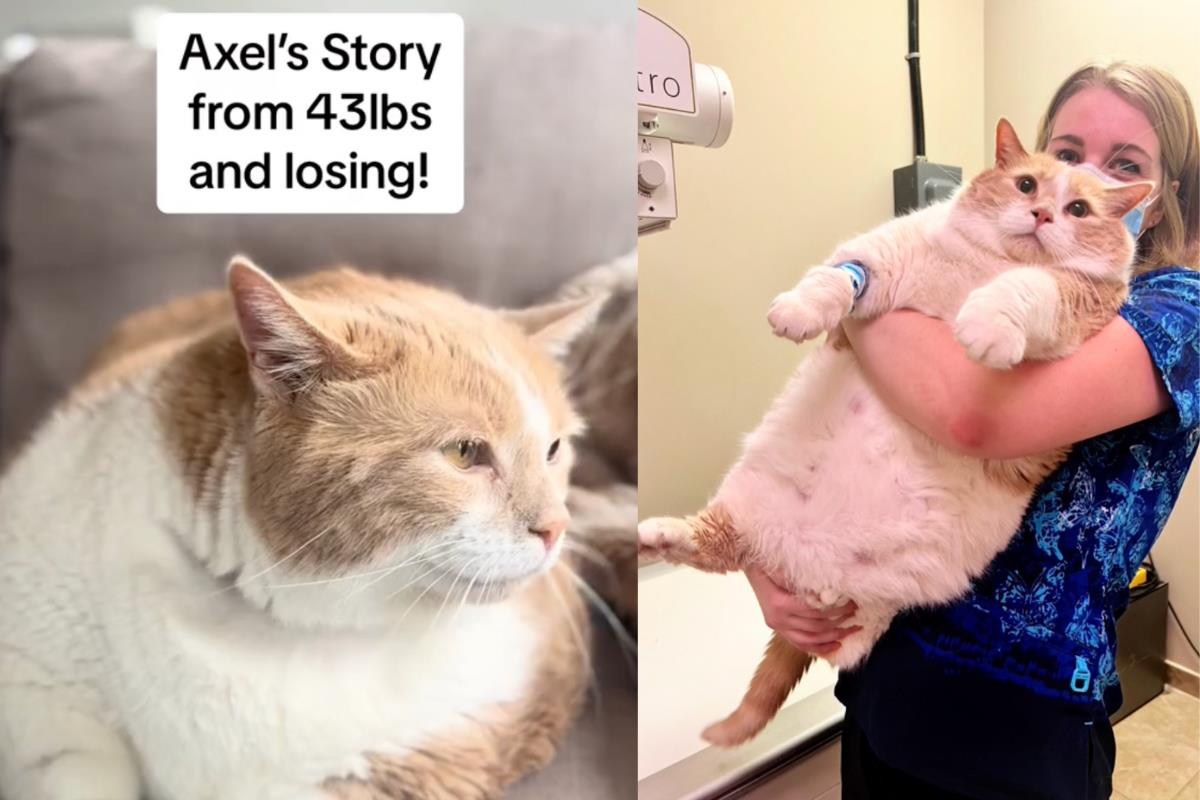 Axel, el gatito que logró bajar de peso gracias a los cuidados de la familia y asistencia veterinaria. Foto: Captura pantalla TikTok @Axel.BiggieSmalls