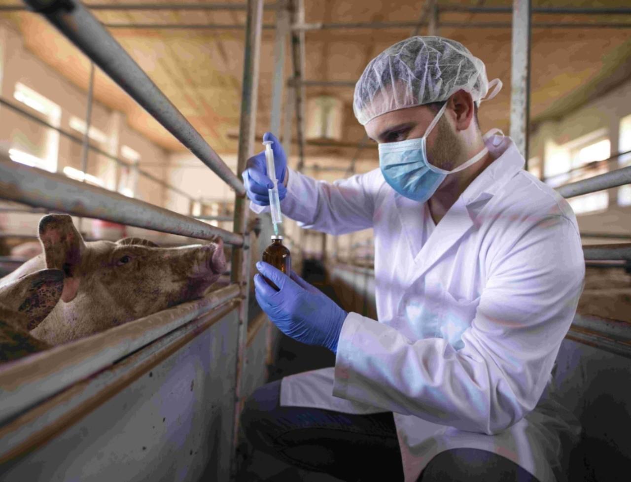 Un veterinario atendiendo a una vaca contagiada. Foto: Leonovet.