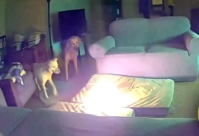 Un perro provoca incendio al morder una batería portátil de iones de litio. Foto. Captura de Imagen