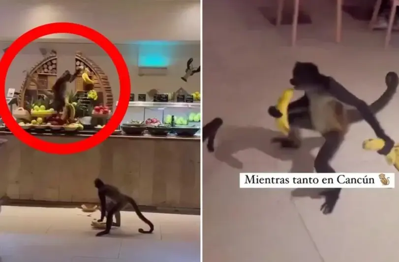 Foto: Monos roban plátanos