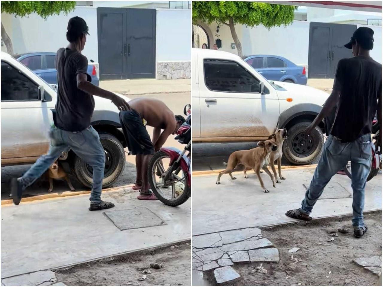 A través de su intervención rápida y decidida, los perros lograron detener al agresor antes de que pudiera propinar más patadas al hombre. Foto: Tiktok.